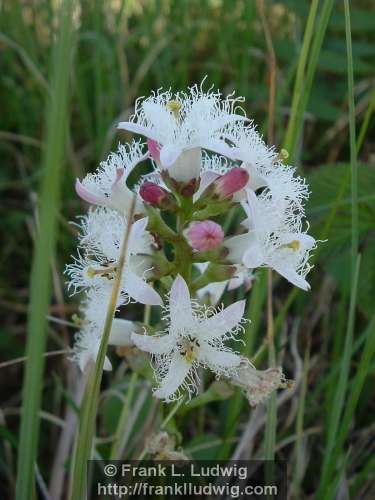 Bogbean at Slieveward
